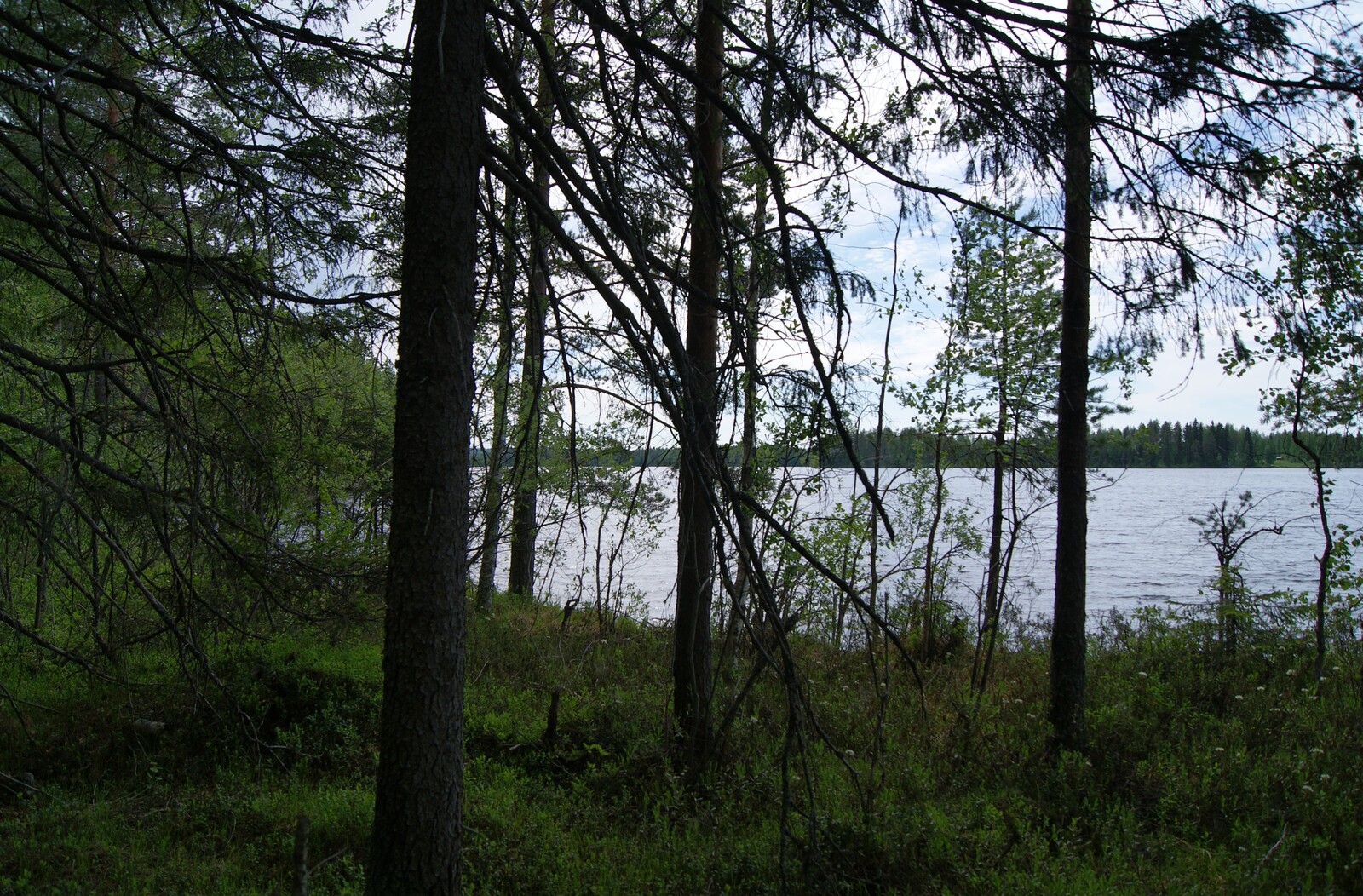 Rannalla kasvavan sekametsän puiden takana avautuu järvimaisema.