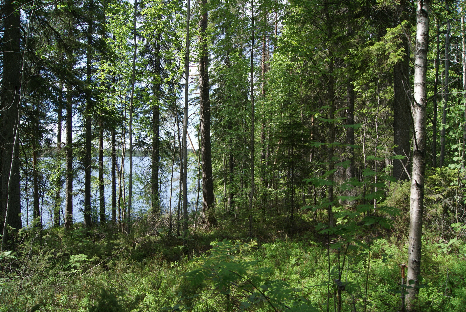 Rannalla kasvaa vehreä sekametsä ja puiden takana häämöttää järvi.