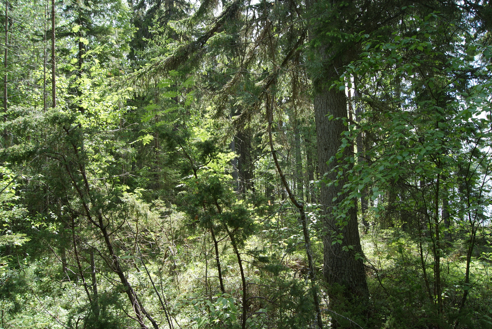 Aurinko paistaa vehreään sekametsään. Puiden lomasta pilkottaa järvi.