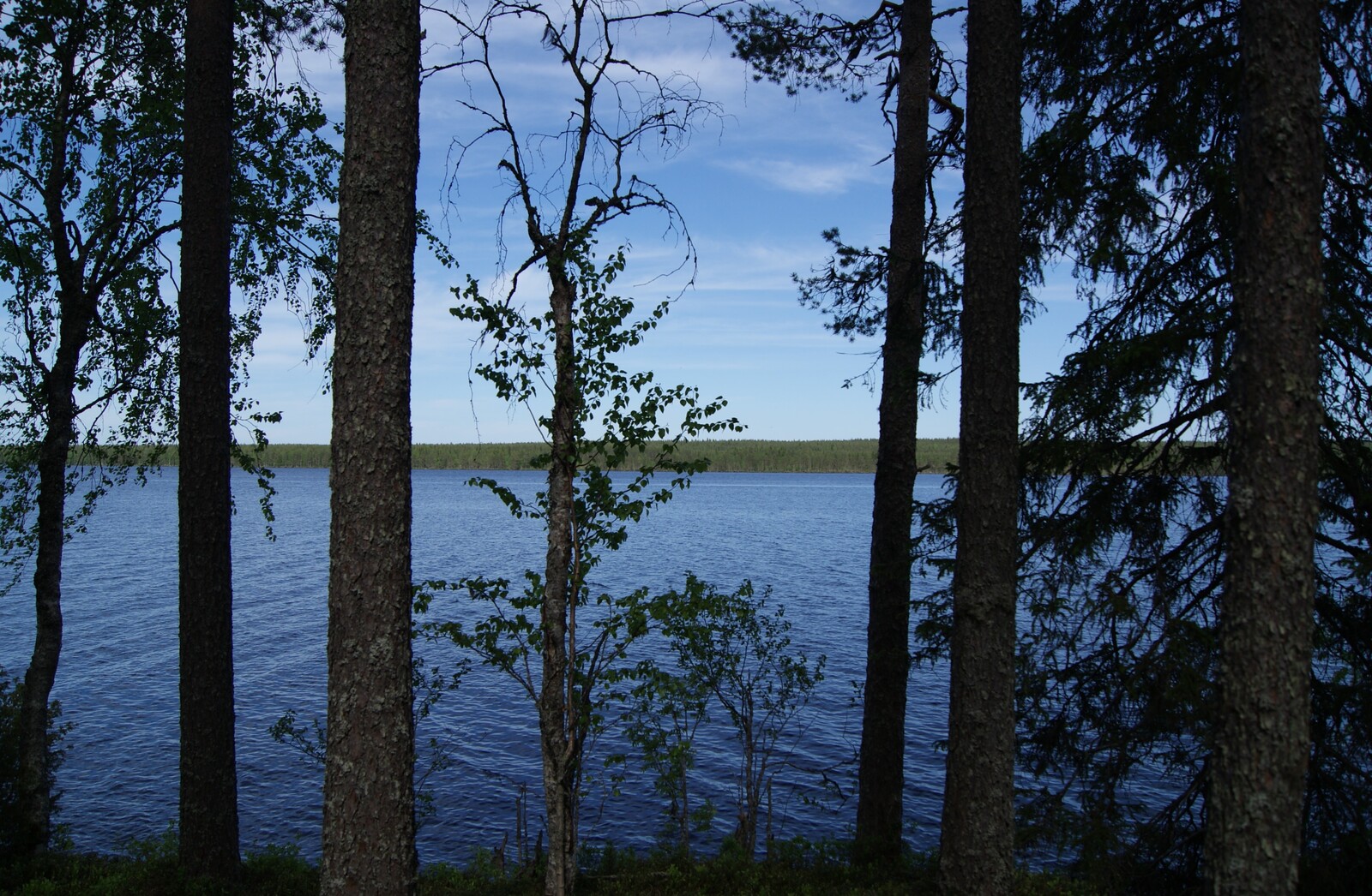 Rannalla kasvavien puiden takana avautuu kesäinen järvimaisema.