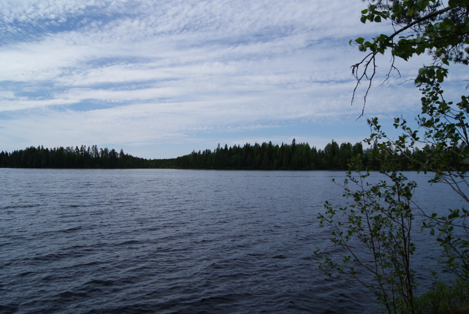 Oikealla lehtipuiden oksat kurkottavat kohti kesäistä järvimaisemaa. Taivaalla on harsopilviä.