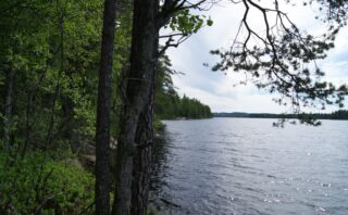 Rannalla kasvavien mäntyjen ja lehtipuiden vierestä avautuu kesäinen järvimaisema.