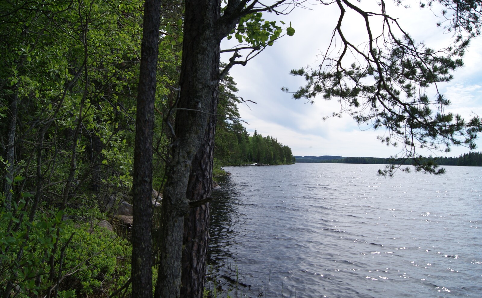 Rannalla kasvavien mäntyjen ja lehtipuiden vierestä avautuu kesäinen järvimaisema.