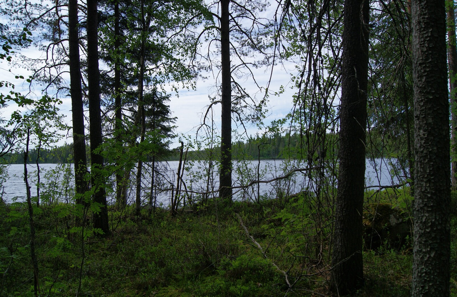 Rannalla kasvavien kuusten ja lehtipuiden takana avautuu järvimaisema.