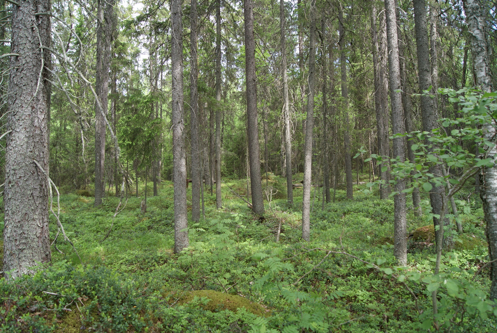Kuusivaltaisessa metsässä kasvaa myös lehtipuita. Aluskasvillisuutena on runsaasti mustikanvarpuja.