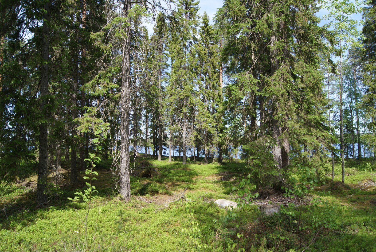 Aurinko paistaa kuusivaltaiseen metsään. Puiden takana häämöttää järvi.