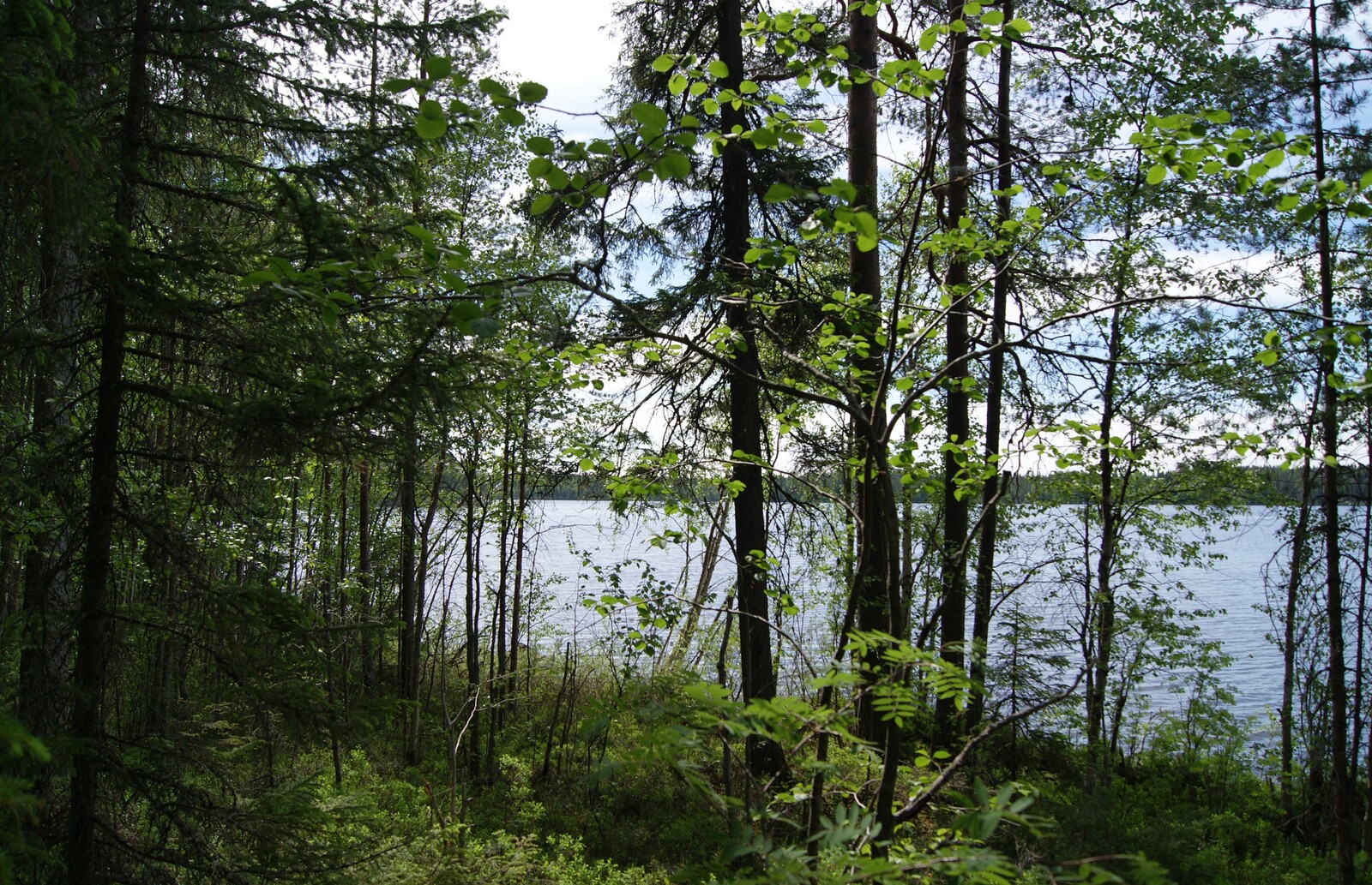 Kesäisen sekametsän takana avautuu järvimaisema.