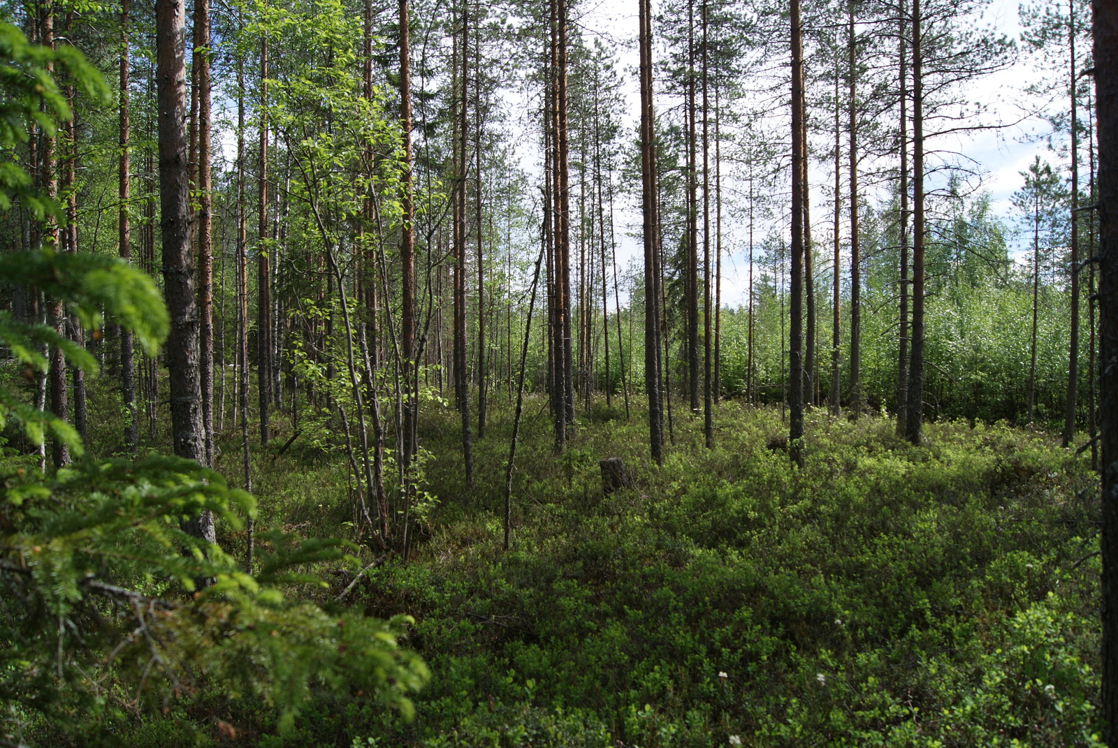 Valoisan mäntyvaltaisen metsän takana on vehreä taimikko.