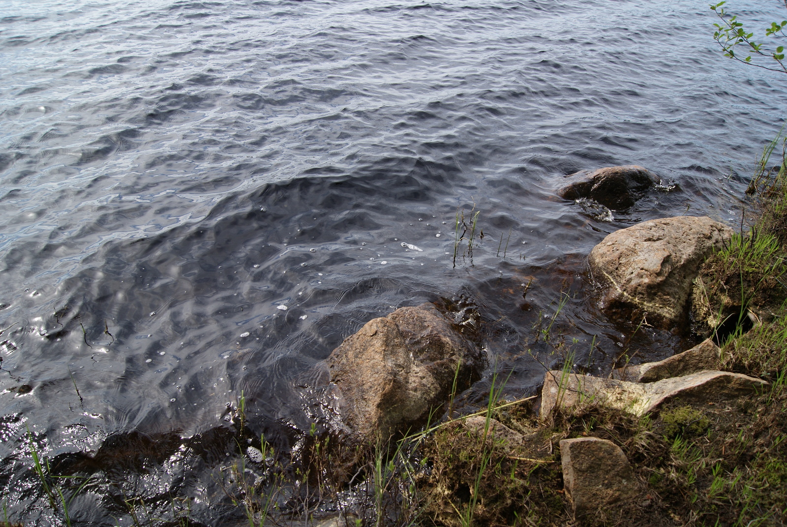 Vesi laineilee rantakiviä vasten. Kivien lomassa kasvaa vesikasveja harvakseltaan.