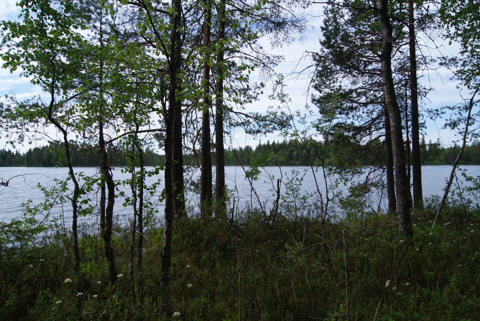 Rannalla kasvavien puiden takana avautuu järvimaisema. Suopursut kukkivat etualalla.