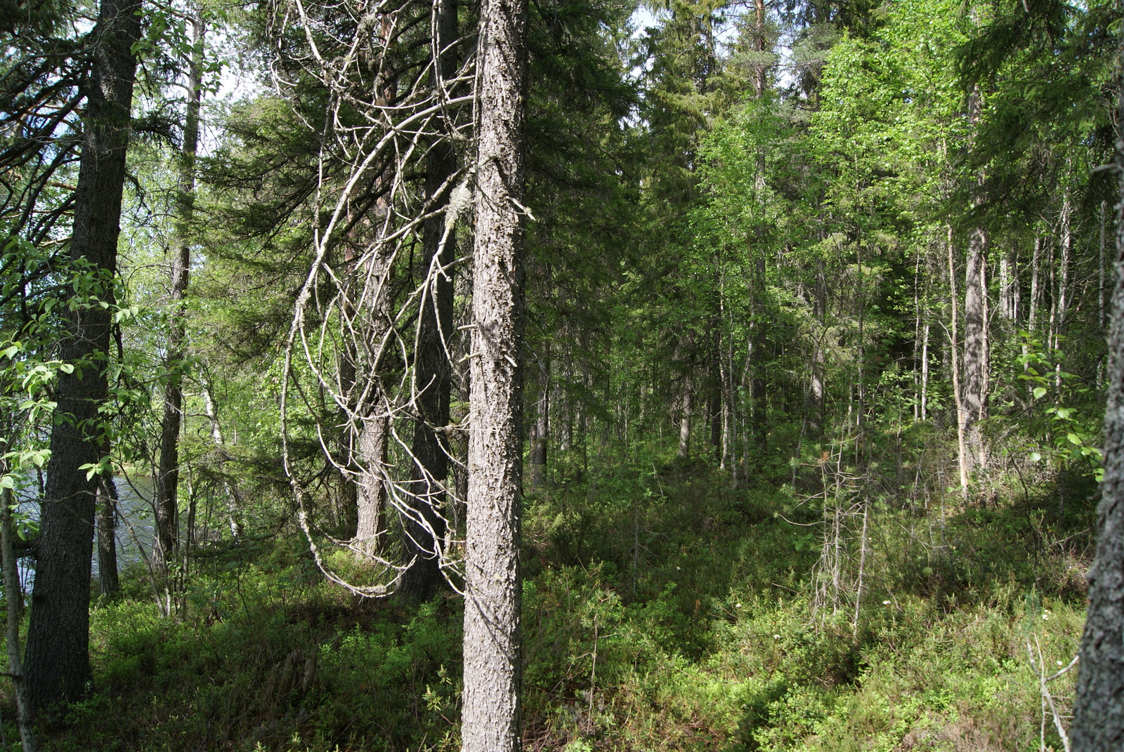 Aurinko paistaa järven rannalla kasvavaan vehreään sekametsään.