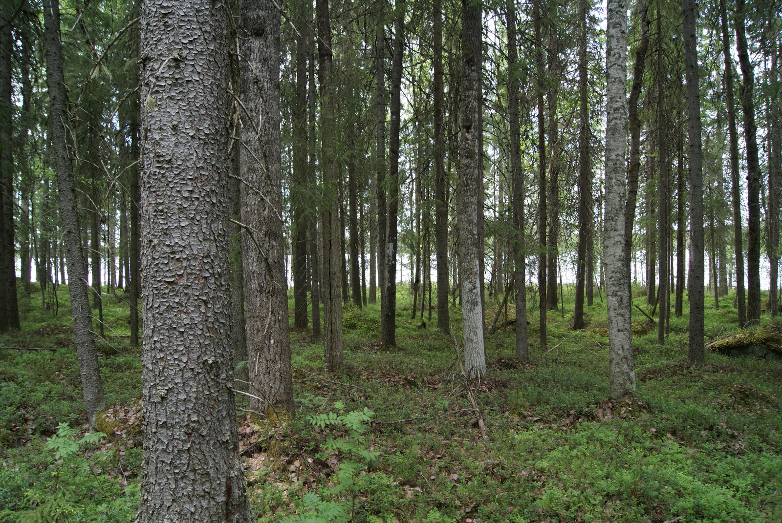 Kuusivaltaisen metsän takana häämöttää järvimaisema.