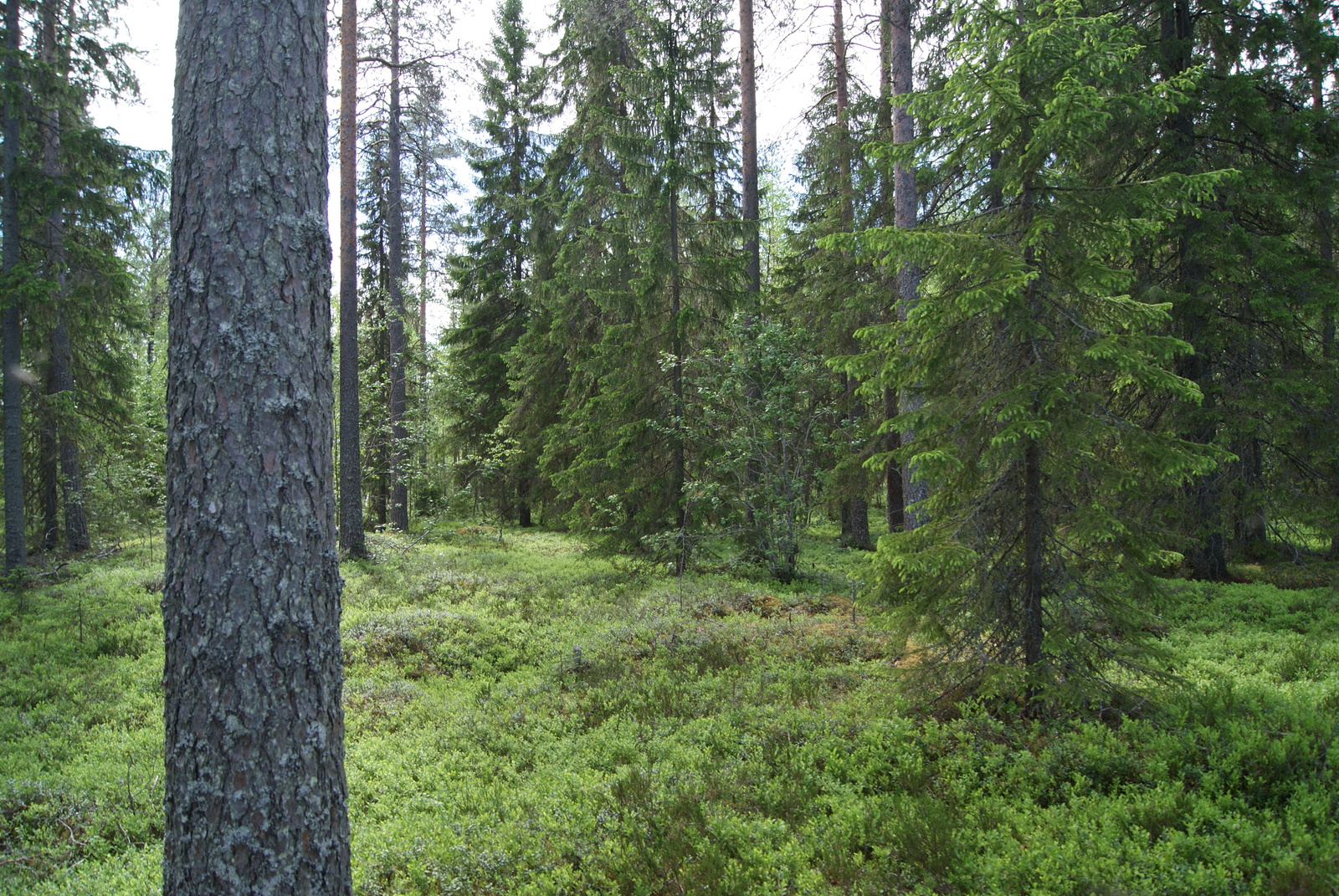 Havumetsän aluskasvillisuutena on runsaasti mustikkaa.