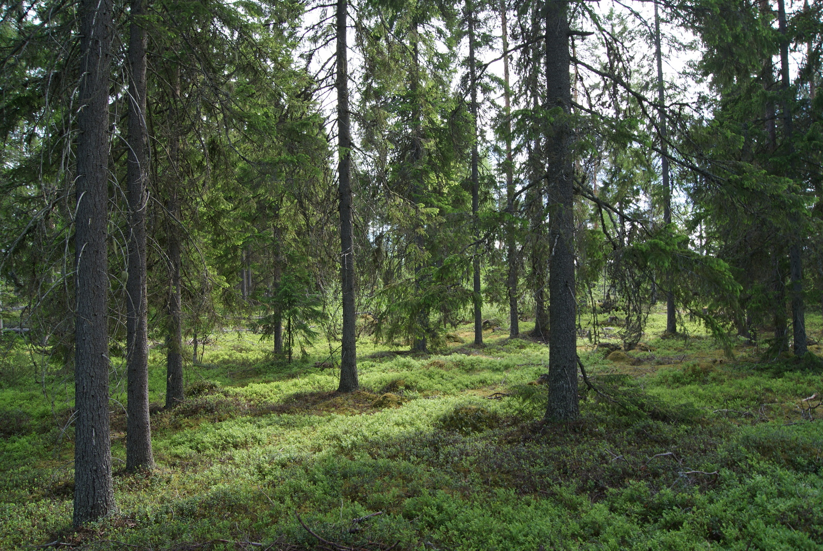 Auringonvalo luo varjoja kuusivaltaiseen metsään.