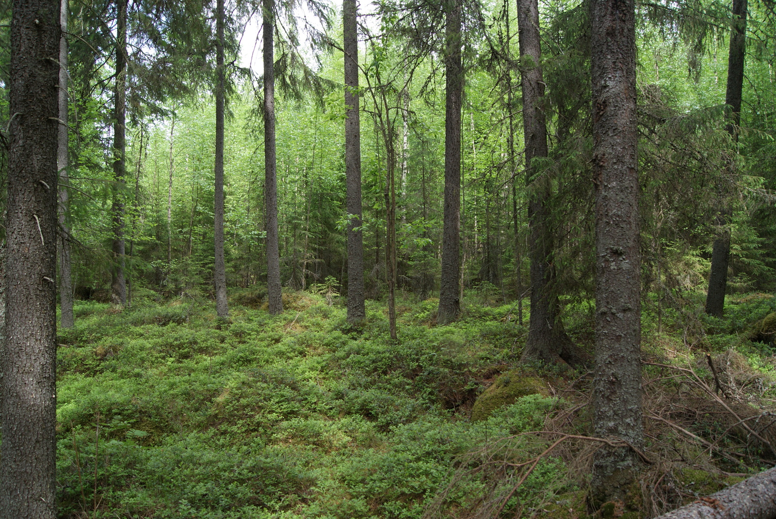 Kuusikon takana kasvaa vehreä koivikko.