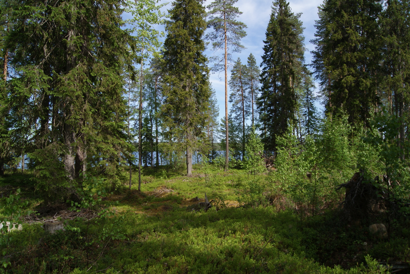 Aurinko paistaa kuusivaltaiseen metsään. Puiden takana häämöttää järvi.