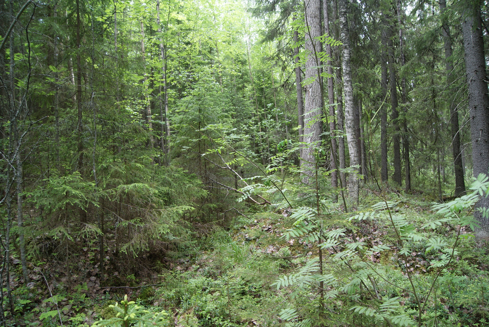 Vehreässä sekametsässä kasvaa eri-ikäisiä lehti- ja havupuita.