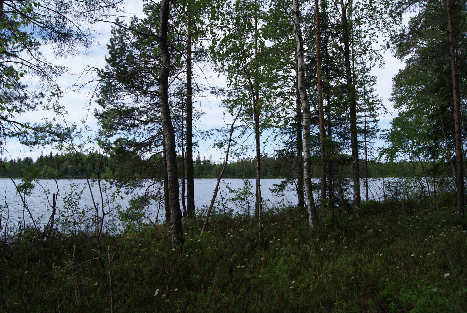 Rannalla kasvavien puiden takana avautuu järvimaisema. Suopursut kukkivat etualalla.