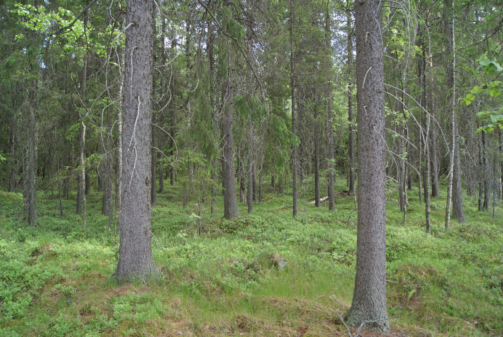 Kuusivaltaisessa metsässä kasvaa runsaasti mustikanvarpuja.