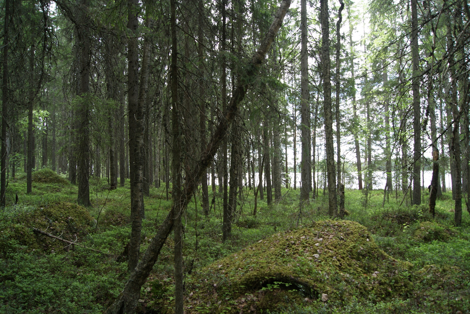 Kuusivaltaisen metsän takana häämöttää järvimaisema. Etualalla on sammalpeitteinen kivi.