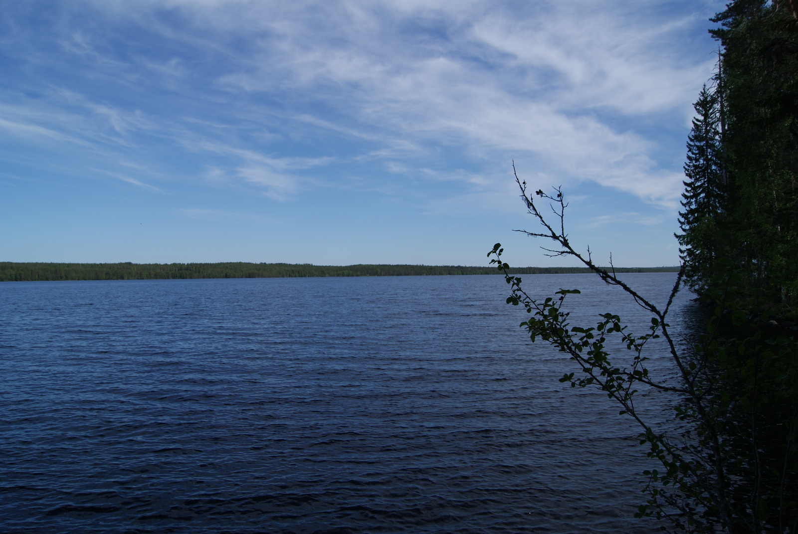 Kesäisessä järvimaisemassa rannalla kasvaa havupuita ja taivaalla on ohuita pilviä.