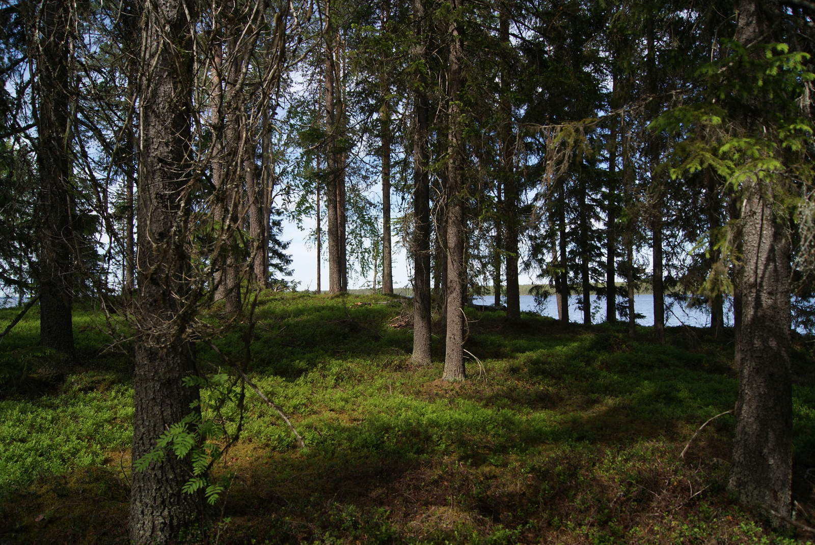 Kuusivaltainen metsä kasvaa loivasti kumpuilevassa maastossa. Puiden takana häämöttää järvi.