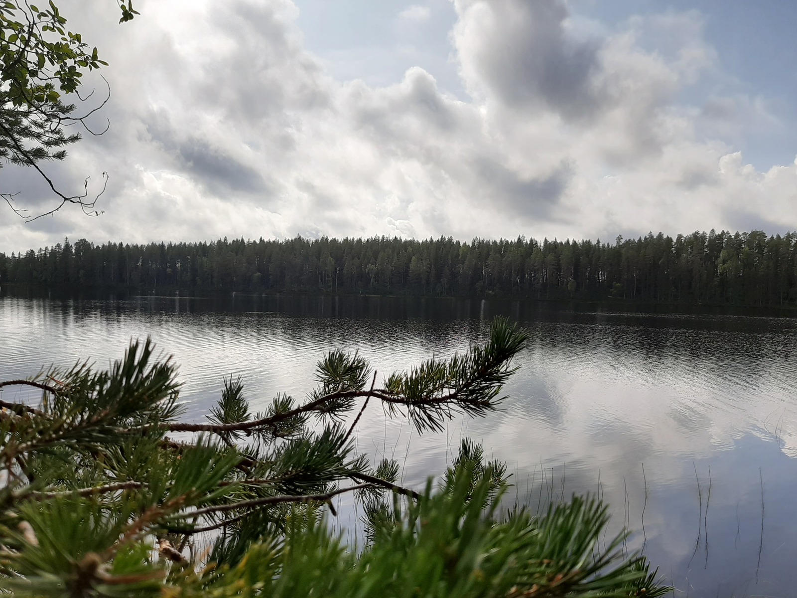 Männyn oksat kaartuvat kohti järvimaisemaa. Poutapilvinen taivas heijastuu tyyneen veteen.