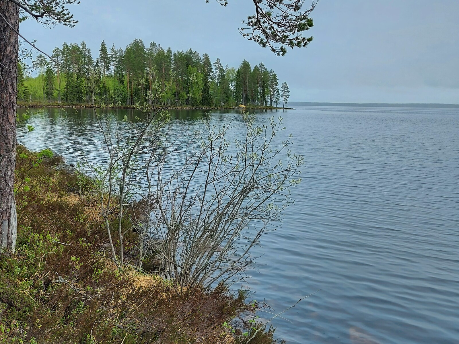 Rannassa kasvavan männyn ja pajun takana avautuu järvimaisema.