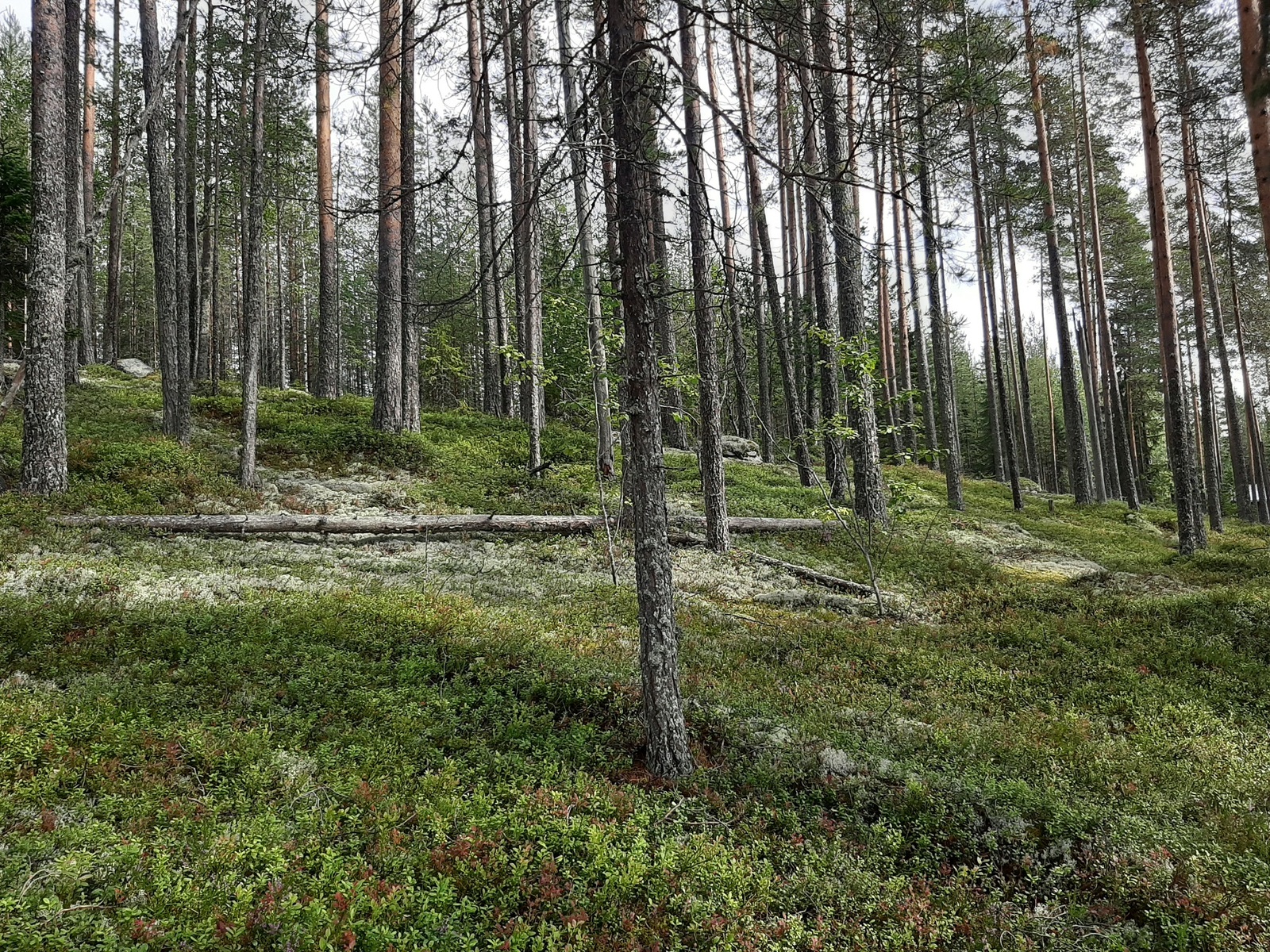 Avara mäntymetsä kasvaa rinteessä. Maassa on kaatuneita puita jäkälien päällä.