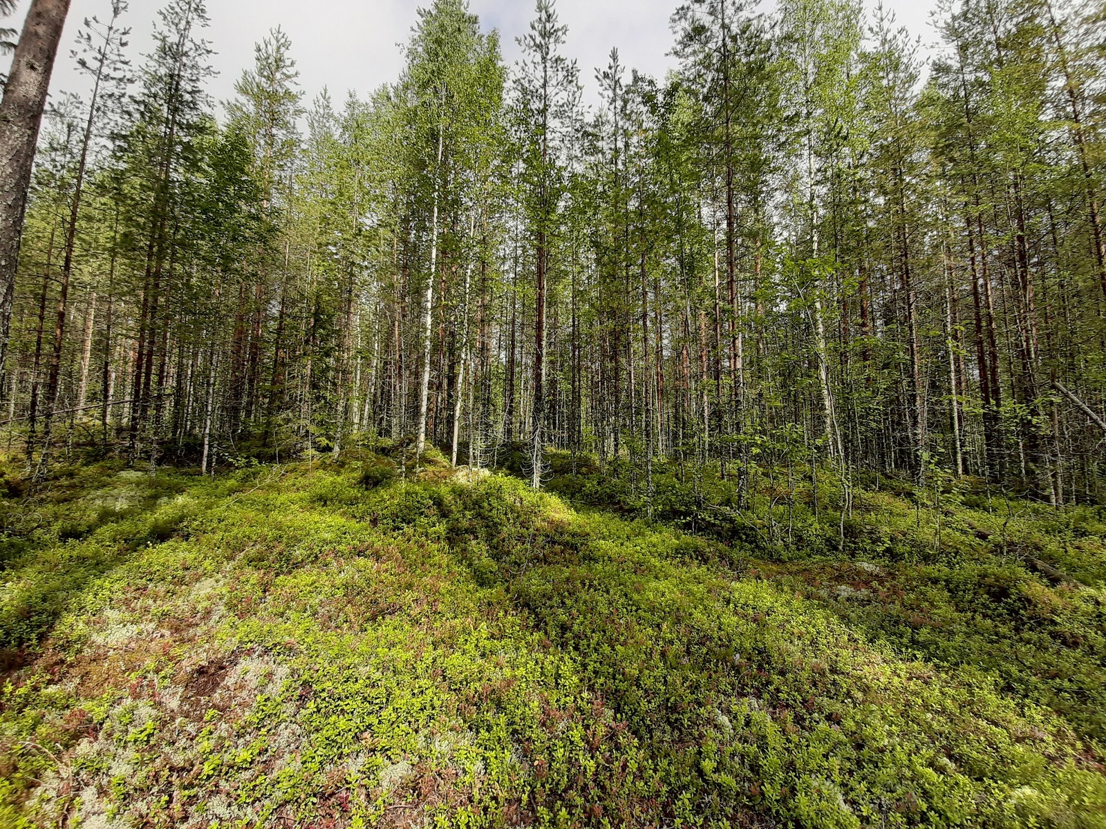 Aurinko paistaa tiheäkasvuiseen sekametsään. Etualalla on puuton alue.