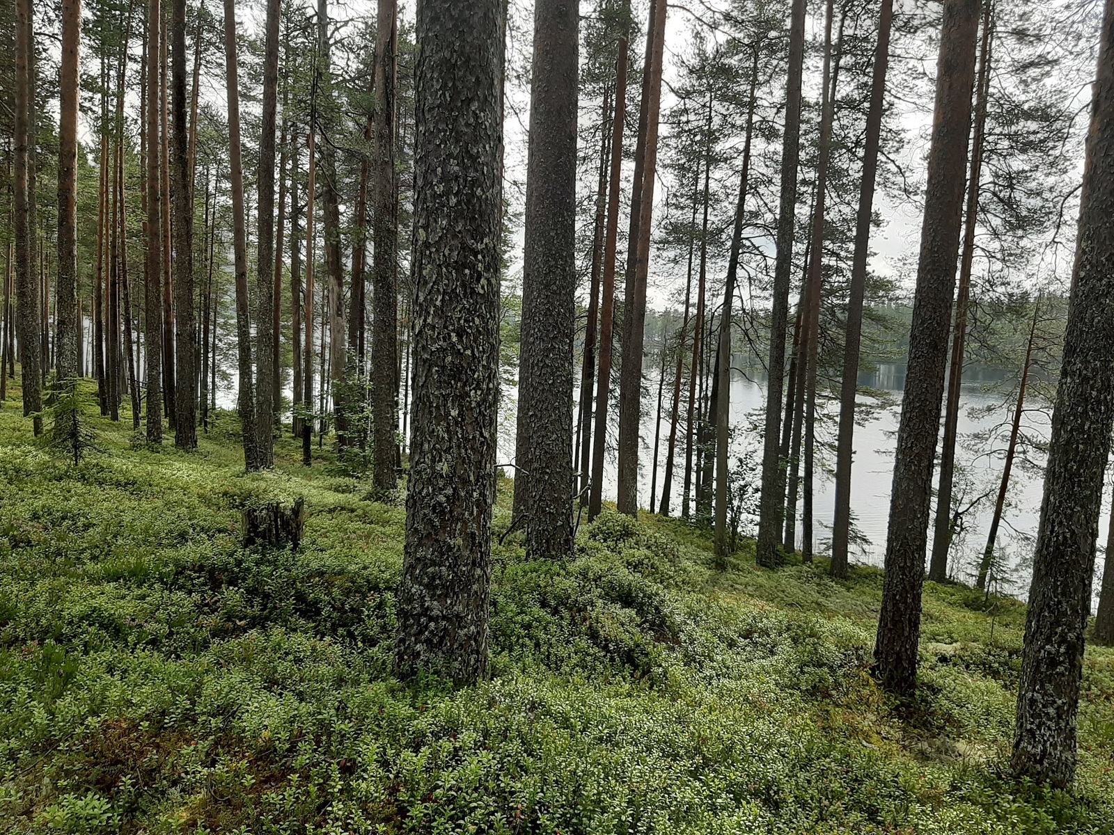 Avara mäntymetsä kasvaa loivassa rinteessä rannalla. Puiden takana häämöttää järvi.