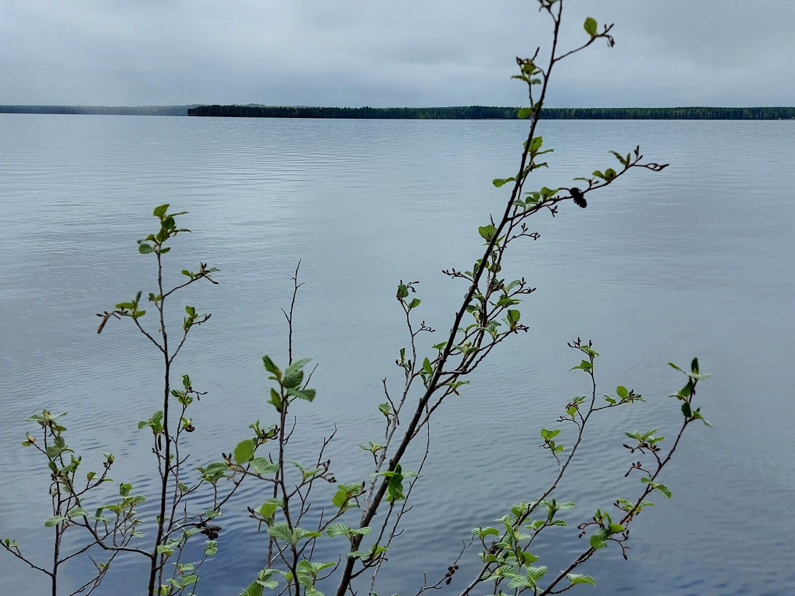 Nuoren lepän oksien takana avautuu avara järvimaisema.