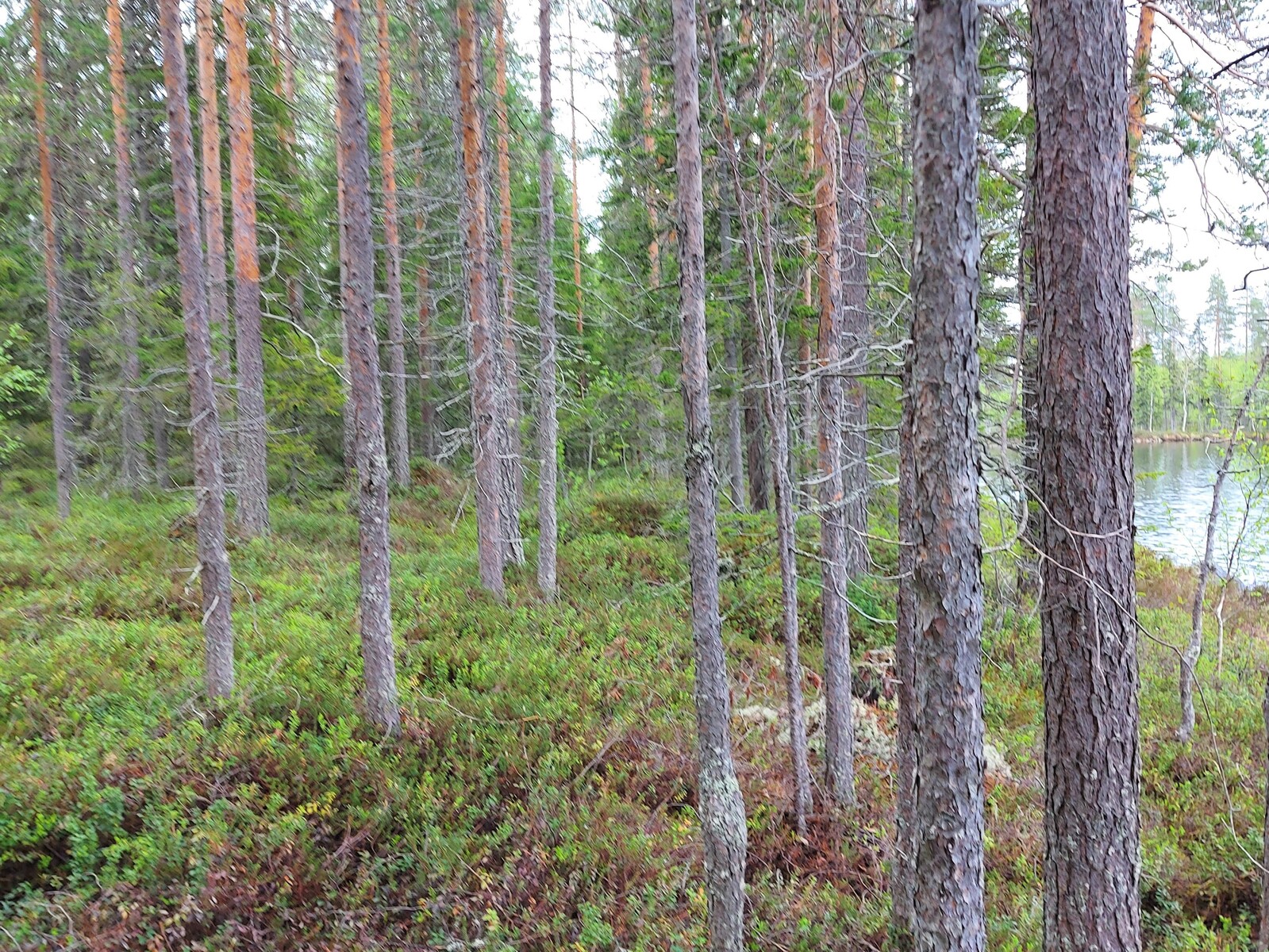 Järven rannan tuntumassa kasvaa havupuuvaltainen metsä.