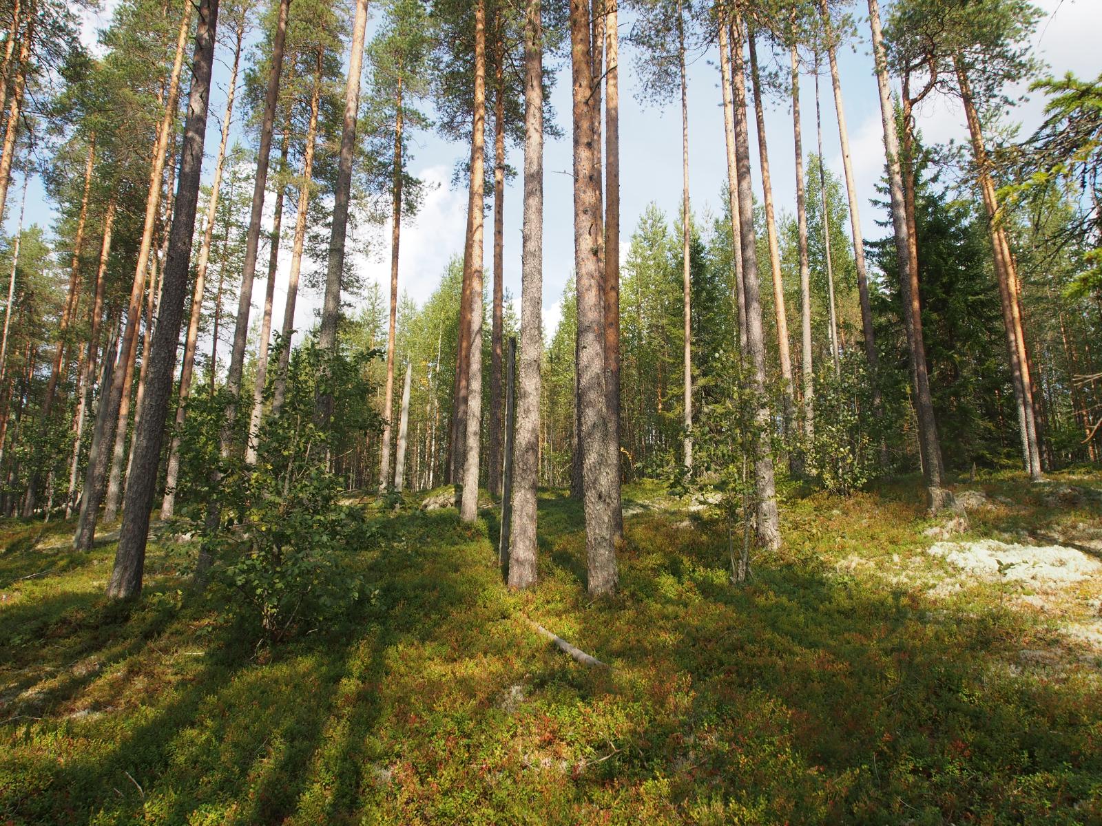 Valoisassa mäntymetsässä kasvaa myös lehtipuita ja kuusia.