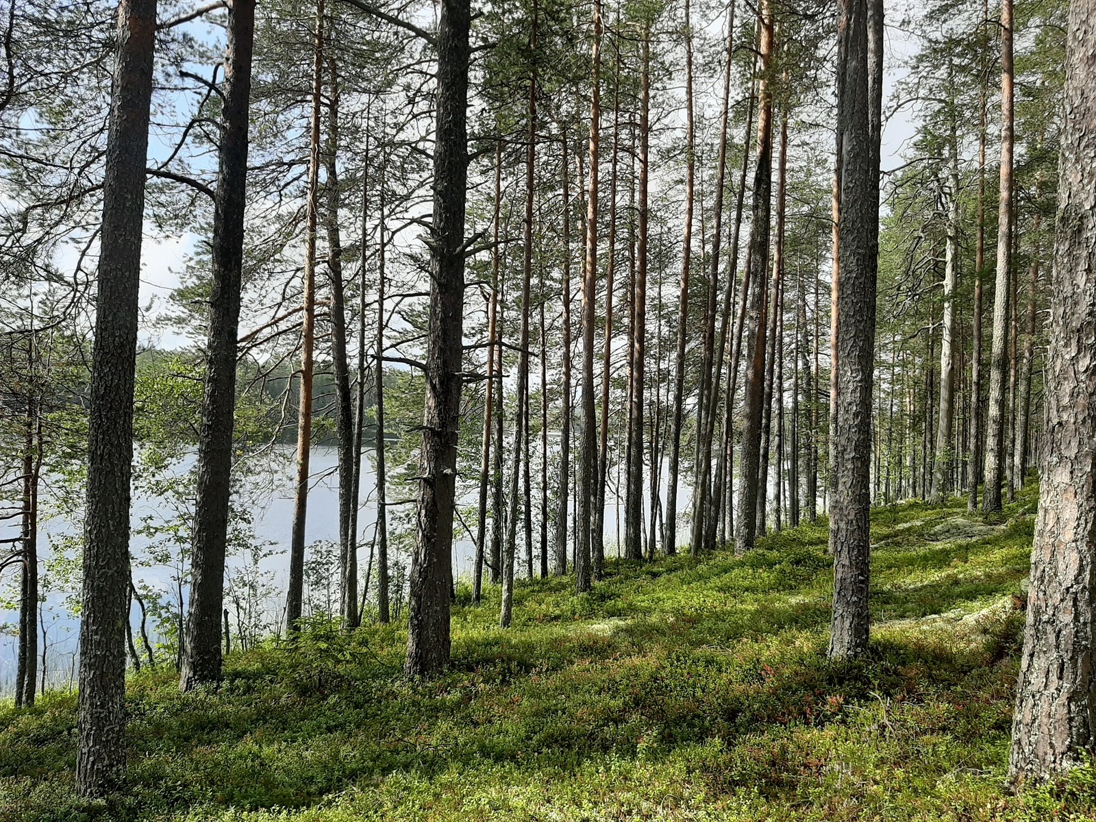 Avara mäntymetsä kasvaa loivassa rinteessä rannalla. Puiden takana häämöttää järvi.