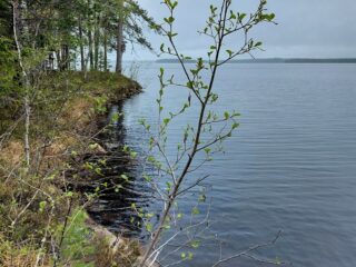 Lehti- ja havupuut reunustavat niiden vierestä avautuvaa järvimaisemaa.