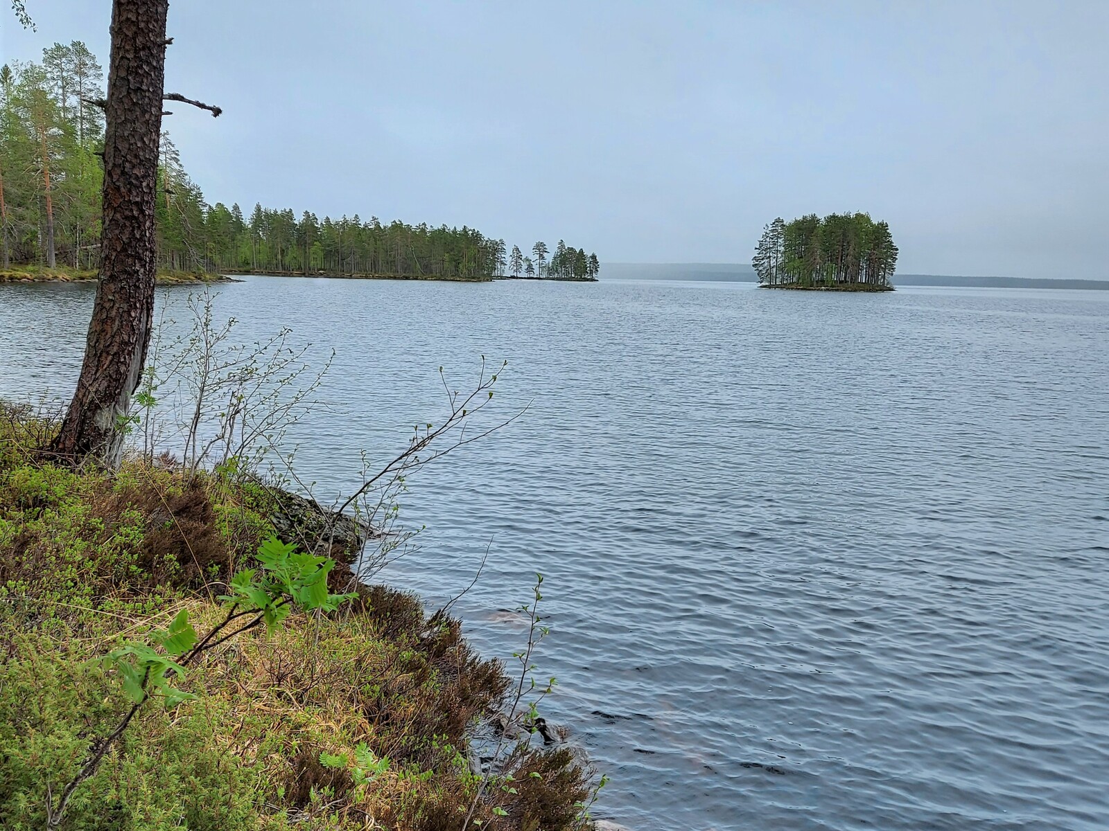 Rannalla kasvava mänty reunustaa avaraa järvimaisemaa. Keskellä järvenselkää on saari.