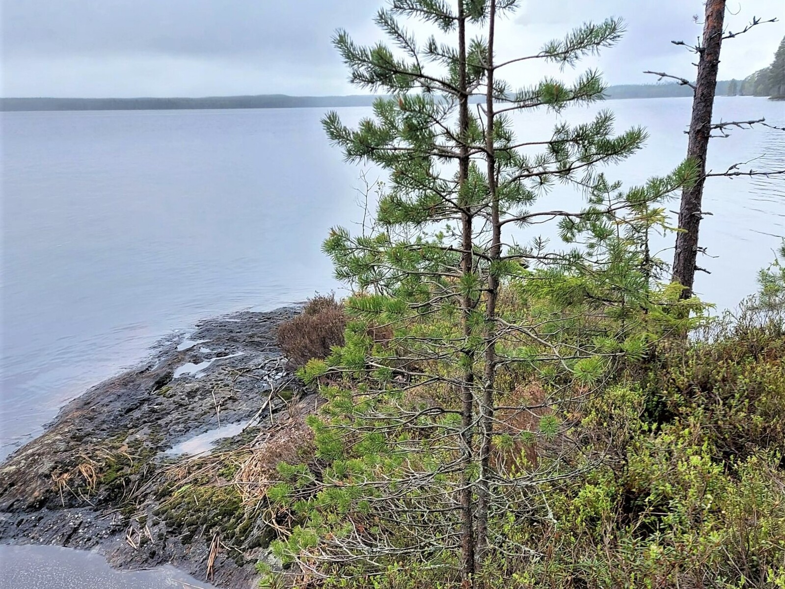 Pienellä rantakalliolla kasvavien mäntyjen takana avautuu järvimaisema.