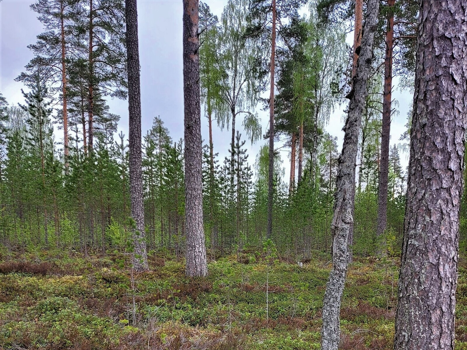 Väljästi kasvavien korkeiden mäntyjen takana on mäntytaimikko.