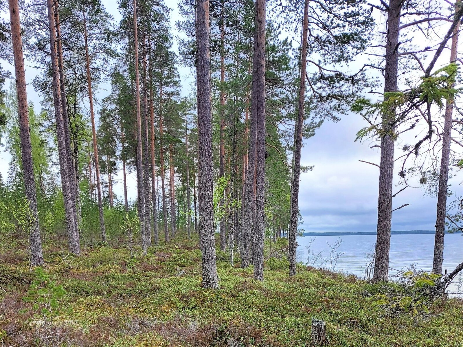 Rannassa väljästi kasvavien mäntyjen takana avautuu järvimaisema.