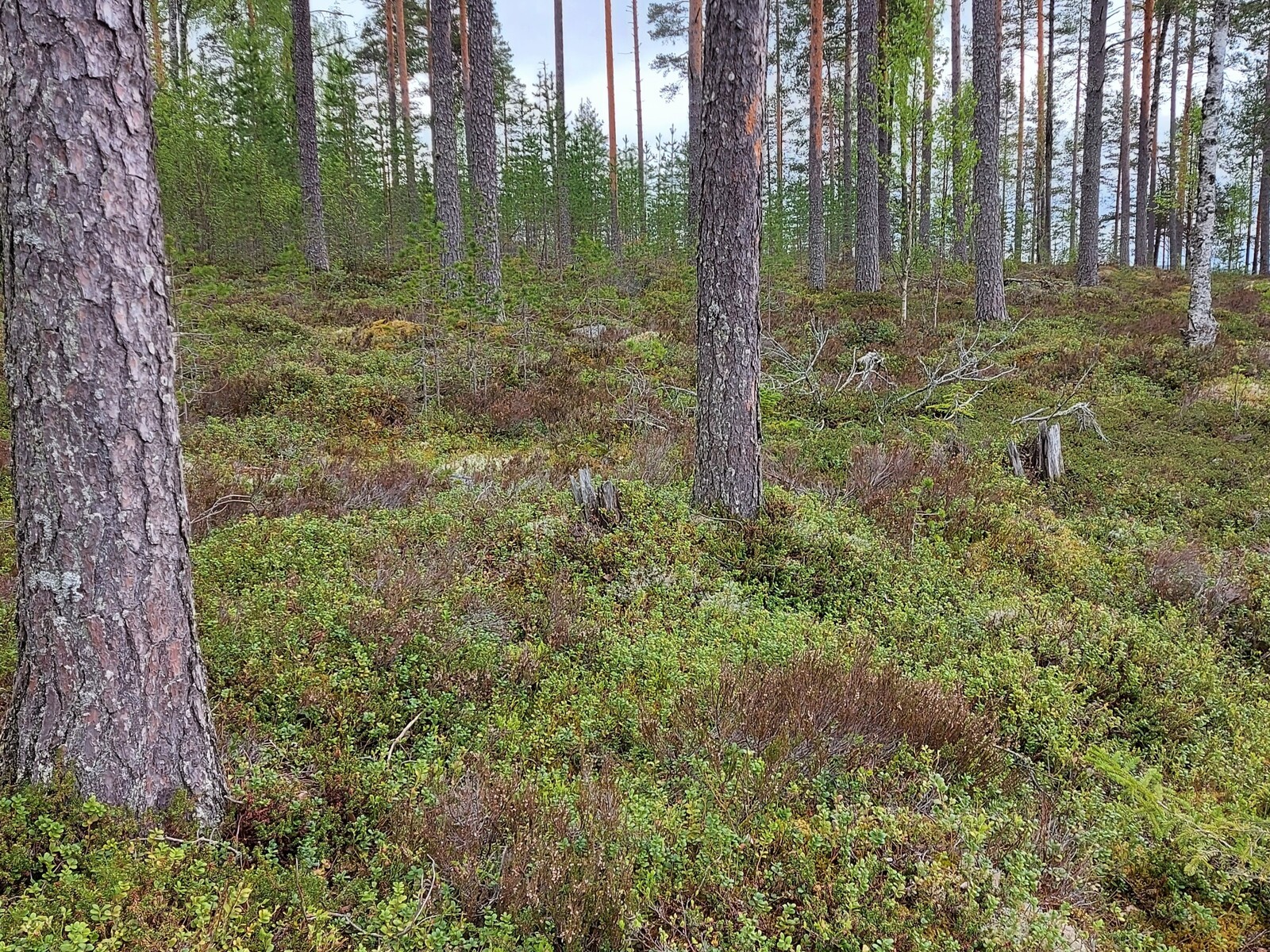 Mäntyvaltaisen metsän aluskasvillisuutena on puolukanvarpuja.