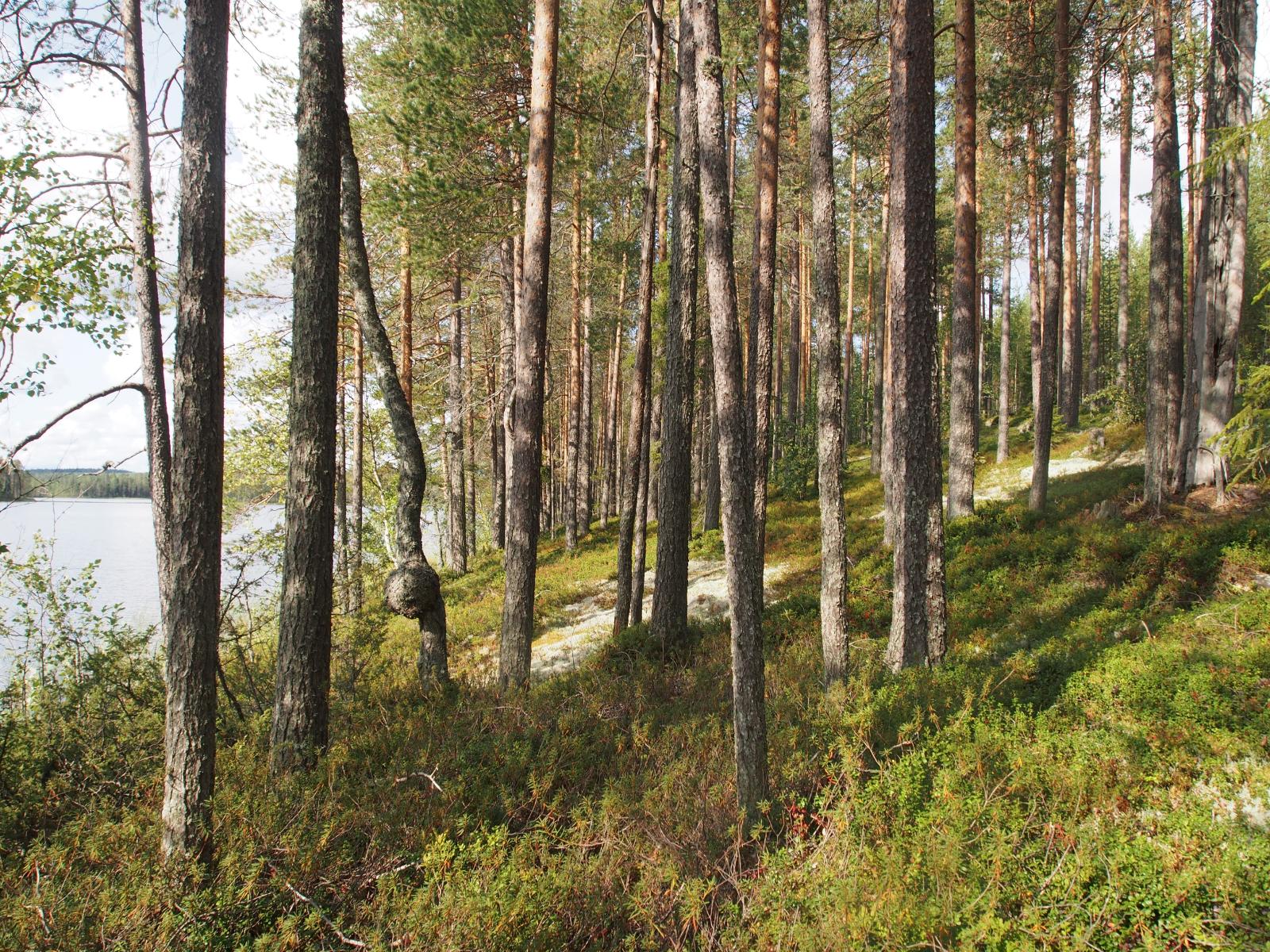 Avara mäntymetsä kasvaa loivassa rinteessä rannalla. Puiden takana häämöttää järvi.