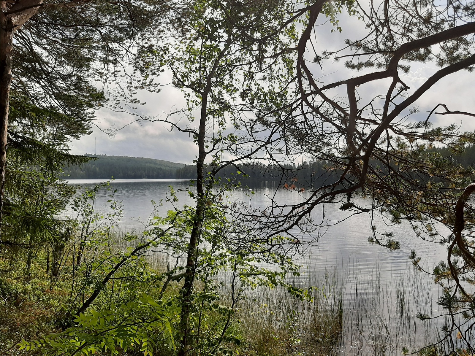 Rannalla kasvavien puiden takana avautuu järvimaisema. Vastarannalla kohoaa matala vaara.