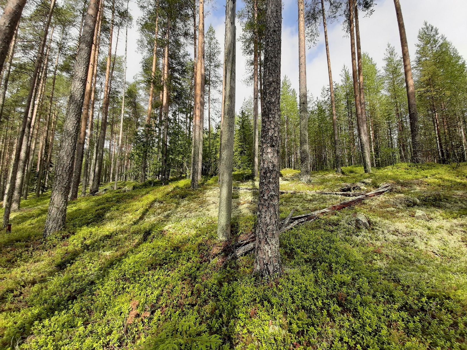 Valoisa mäntyvaltainen metsä kasvaa rinteessä. Maassa on kaatuneita puita jäkälien päällä.