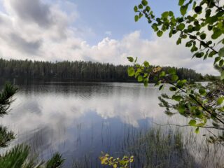 Männyn ja haavan oksat kaartuvat kohti järvimaisemaa. Poutapilvinen taivas heijastuu tyyneen veteen.