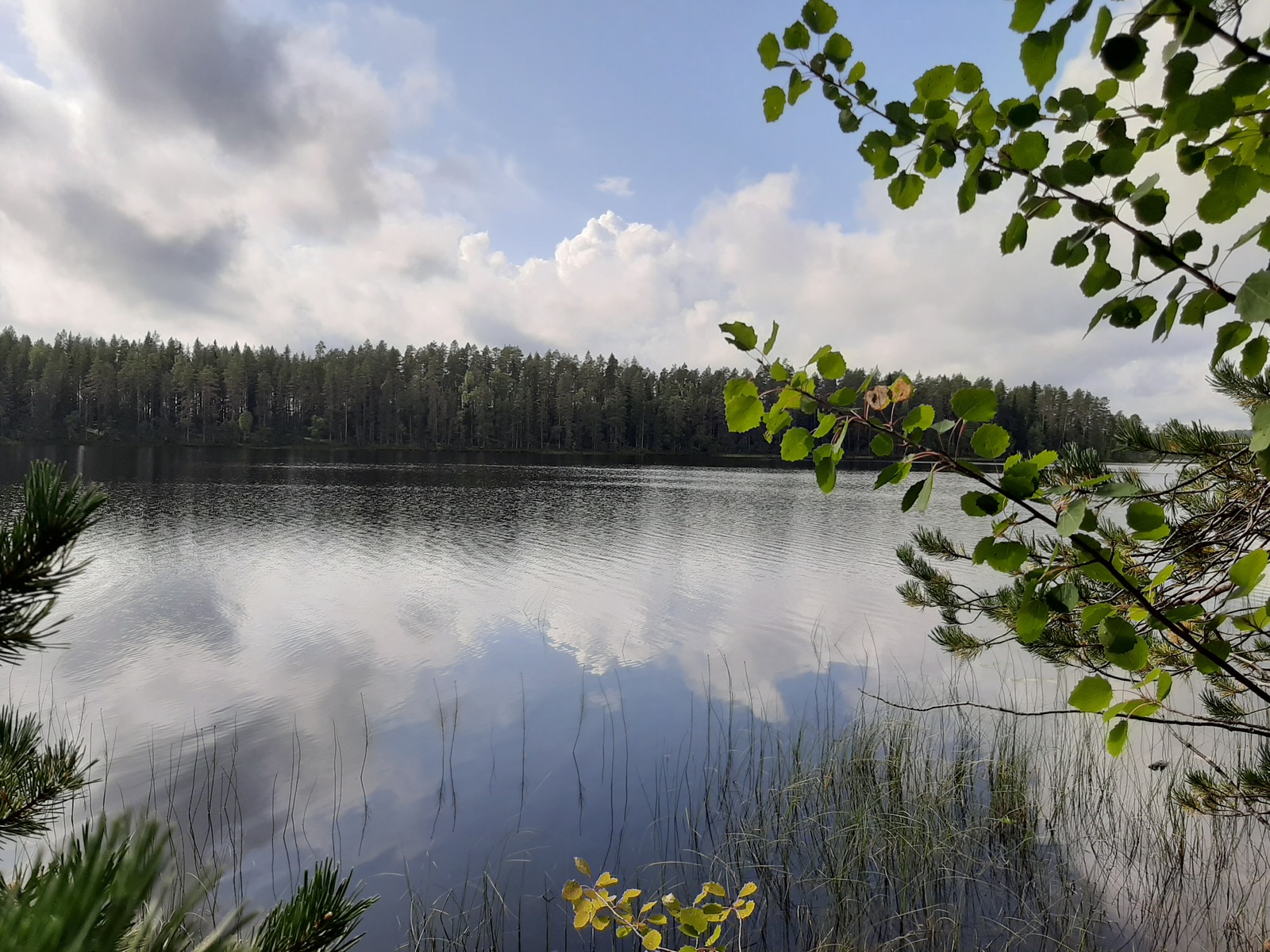 Männyn ja haavan oksat kaartuvat kohti järvimaisemaa. Poutapilvinen taivas heijastuu tyyneen veteen.