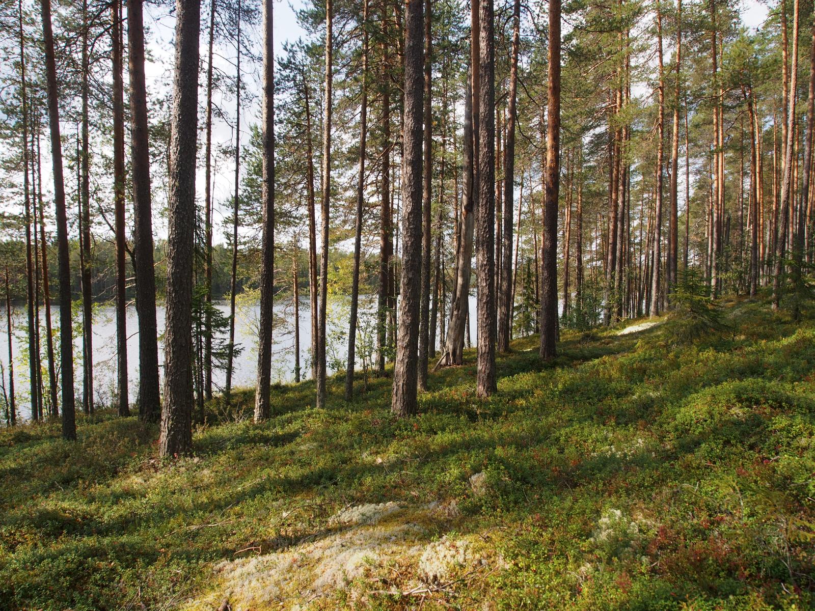 Avara mäntymetsä kasvaa loivassa rinteessä rannalla. Puiden takana häämöttää järvi.