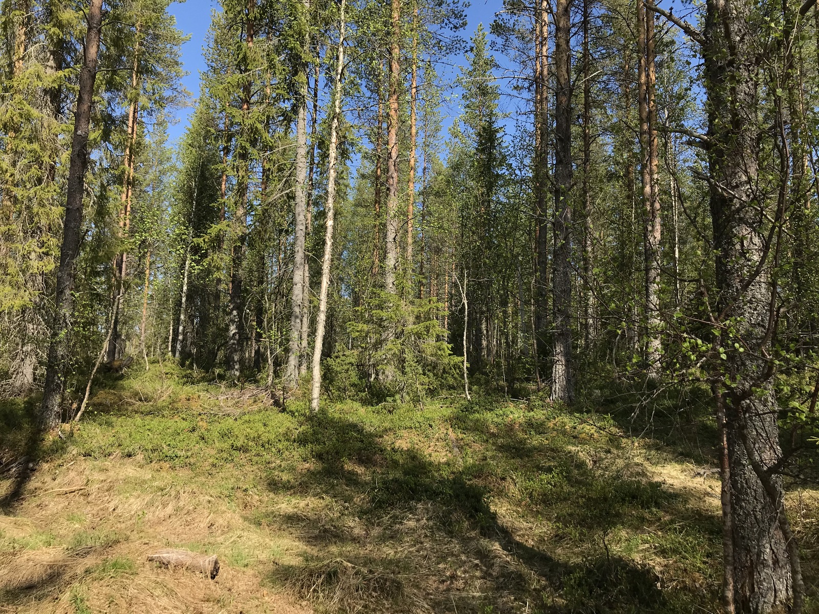 Aurinko paistaa havupuuvaltaiseen metsään.