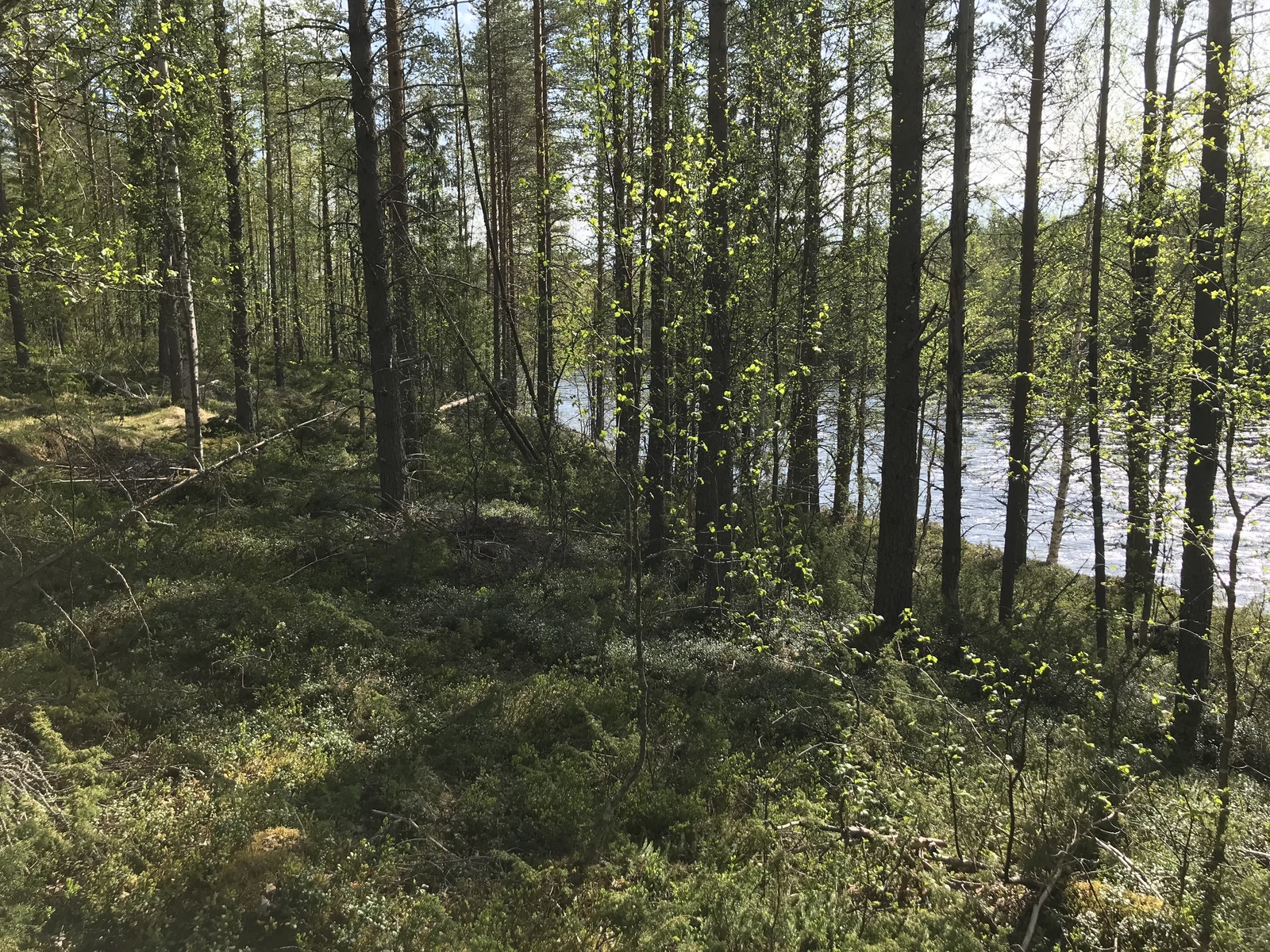 Sekametsä kasvaa loivasti rantaan laskeutuvassa rinteessä. Taustalla häämöttää joki.