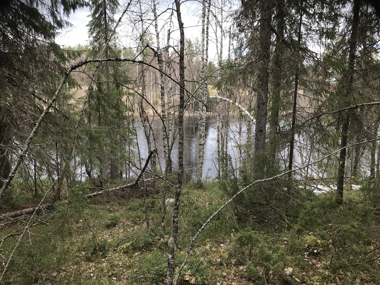 Tontilla rannassa kasvaa kuusia ja koivuja. Niiden takana avautuu jokimaisema.